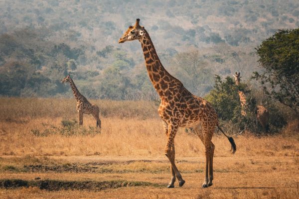 - Spune-mi girafă, unde pleci tu în vacanță?